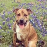 Riley Marlin Griffith - @riley_thewonderdog - Instagram