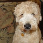 Marlin James - @marlinthewheaten - Instagram