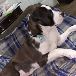 Marlin James - @marlin_the_dogo - Instagram