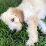 Marlin Meyer - @marlinthedoodz - Instagram