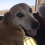 Marlin Wilson - @rescuemarlin - Instagram