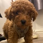 @prince.marlo.evans - Instagram