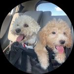 Moses & Marlo - @mosesandmarlo.woof - Instagram