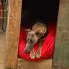Marlo Scott - @marlothewhippet - TikTok