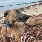 Marlo Scott 🐶🐾 - @marlo.the.whippet - Instagram