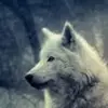 Marlo Smith - @thewhitewolf5256 - TikTok