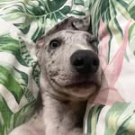 Marlon Dingle 🐾 - @marlondingledog - Instagram