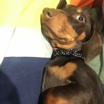 Marlon Brando Elliott - @marlon.brandog - Instagram