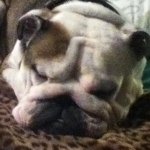 Marlowe Jack Tiger Mitchell - @mayotiger12 - Instagram