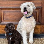 Marlowe Morris - @marloweandmurphy - Instagram