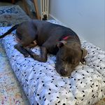 Marlow(e) Morris - @adoptmarlownyc - Instagram