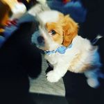 Marlowe "the cutest pup" Smith - @marlowethecutestpupsmith - Instagram