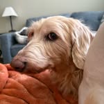 Marni Lewis - @bugsy.bites - Instagram