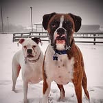 Marnie Meyer - @hoodlumboxers - Instagram