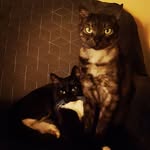 Marnie and Warren - @twopolishcats - Instagram