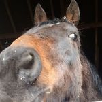 marnie williamson - @equinecrazy11 - Instagram