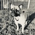Marnie Wright 🐾 - @mmarniethefrenchie - Instagram