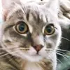 Marsha Hansen - @marsha.hansen - TikTok