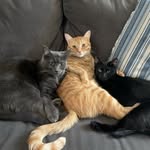 Oliver+Stella+Luna+Marshall - @altmancats - Instagram