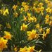 Marsha Bond - Facebook