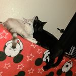 Marsha Chavez - @our_cats_sugar_and_snow - Instagram