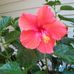 Marsha Clifton - Facebook
