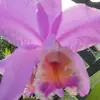marshadanieljosep - @marshadanieljosep - TikTok