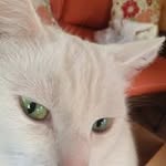 Marsha Erickson - @catpur2 - Instagram