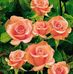 Maria Hameed - Facebook