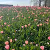 marshavanhook4 - @marsha.van.hook - TikTok