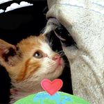 Marsha Lambert - @marshastitch - Instagram
