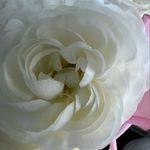 Marsha LaPointe - @marshalynn952 - Instagram