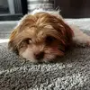 Marsha Larson - @marsha.larson1 - TikTok