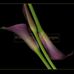 Marsha Tudor - Whispering Leaf Designs - Facebook