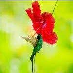Marsha Plummer - @islandempress1027 - Instagram