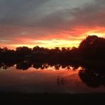 Marsha Hass Randall Hass - @hassecats - Instagram
