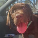 Diesel Salisbury 🐶🐾 🦴 - @diesel_marshall_salisbury - Instagram