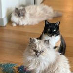 Marsha + Snow + Spätzle - @marshaandmates - Instagram