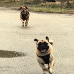 Marshall & Duke - @thedailypuggles - Instagram