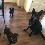 Marshall, Duke, and Ollie - @thebachmanndogs - Instagram