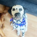 Marshall Ray Perry - @marshall.ray.thedalmatian - Instagram