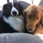 Barney & Marshall - @barneygolden.marshallcollie - Instagram