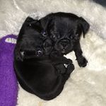 Barney & Marshall - @barney_marshall_pug_adventures - Instagram