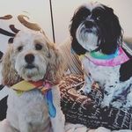 Barney & Marshall - @barney1_marshall2 - Instagram