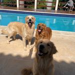 Lily, Marshall e Barney - @goldens_lmb - Instagram