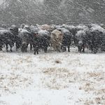 Marshall Boyce - @longleafcattleco - Instagram