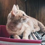 Marshall Burns - @thecatnamedmarshall - Instagram
