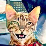 Dorian Marshall Carey - @dorian_the_bengal_and_friends - Instagram
