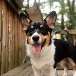 Marshall “Moosh” Dawson - @mooshthecorgi - Instagram
