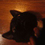 Marshall Dickey - @marshall_the_cat_24 - Instagram